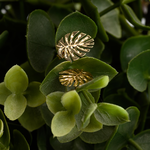 Kolczyki złoto 585 - flora